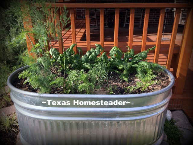 Galvanized trough planting. Terracotta plant watering spike. We needed to landscape our porch area. But soil and plants are expensive! Come see how I landscaped it beautifully on the cheap. #TexasHomesteader