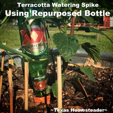 Terracotta plant watering spike. We needed to landscape our porch area. But soil and plants are expensive! Come see how I landscaped it beautifully on the cheap. #TexasHomesteader