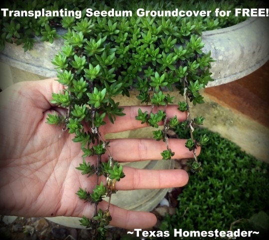 Seedum used for groundcover. We needed to landscape our porch area. But soil and plants are expensive! Come see how I landscaped it beautifully on the cheap. #TexasHomesteader