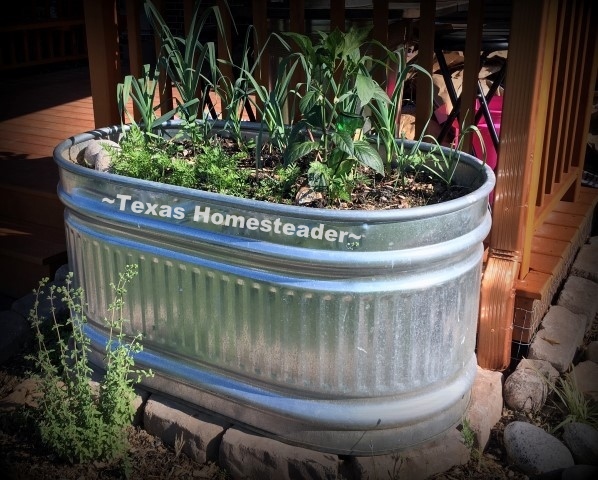 Galvanized trough planting. Terracotta plant watering spike. We needed to landscape our porch area. But soil and plants are expensive! Come see how I landscaped it beautifully on the cheap. #TexasHomesteader