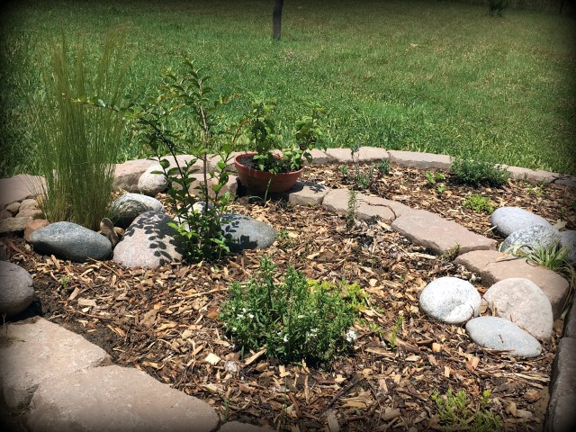 Landscape beds, green grass back yard. #TexasHomesteader