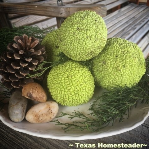 Bois d'Arc horseapples in decorative fall arrangement. #TexasHomesteader