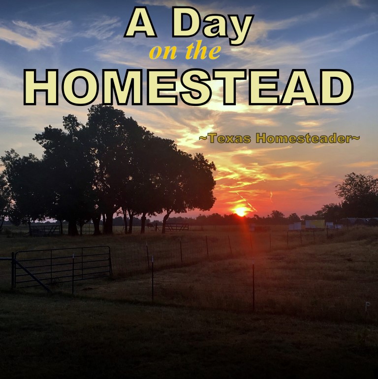 It's been recommended we all practice social distancing for a while to keep everyone healthy. Come see what a day on the homestead looks like. #TexasHomesteader