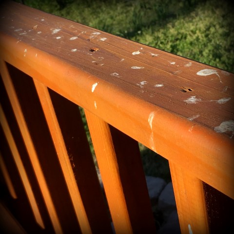 How to get bird poop off wooden fence