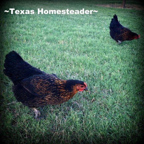 Free-range hens. A day on the homestead includes chicken care, garden, calves - and more! Come with me to see what a day on our Texas homestead looks like #TexasHomesteader