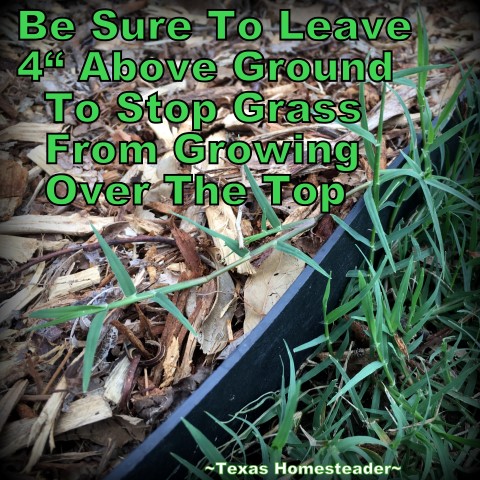 Bermuda Grass is notoriously hard to control. When it creeps into your raised beds, heck you've lost the war! Come see how we're protecting our raised beds with grass barrier. #TexasHomesteader