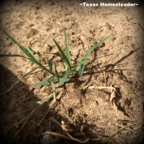 Bermuda grass sprouting in garden soil. I'm using empty paper feed sacks to win this war. #TexasHomesteader