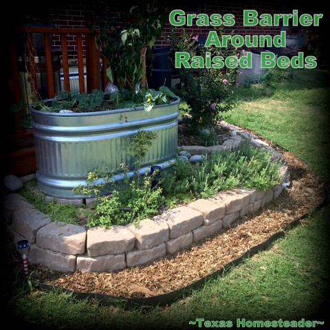 Bermuda Grass is notoriously hard to control. When it creeps into your raised beds, heck you've lost the war! Come see how we're protecting our raised beds with grass barrier. #TexasHomesteader