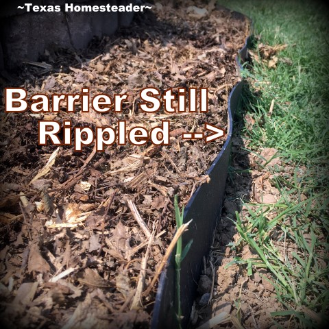 Bermuda Grass barrier rippled after adding bark mulch. When it creeps into your raised beds, heck you've lost the war! Come see how we're protecting our raised beds with grass barrier. #TexasHomesteader