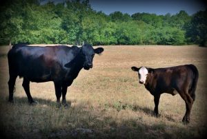 High strung angus cattle. Did you ever wonder what a day on the homestead was like? Join me to see what tasks are on tap at our N.E. Texas Homestead. #TexasHomesteader