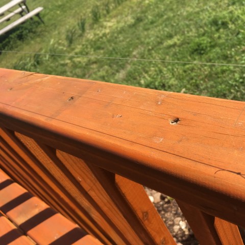 How do you keep birds (and bird POOP) off your porch or deck railings? We came up with a simple, CHEAP solution that works like a charm! #TexasHomesteader