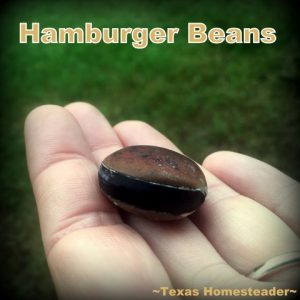 Hamburger Beans found on beach. Make time to spend with family! Life's short and there's no promise of tomorrow. Recently we spent family time at Surfside Beach, Texas. #TexasHomesteader