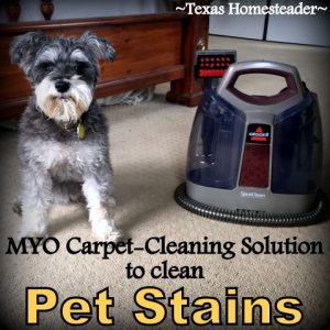 MYO carpet cleaning solution for pet stains. Texas Homesteader's Top 10 posts of 2019 #TexasHomesteader