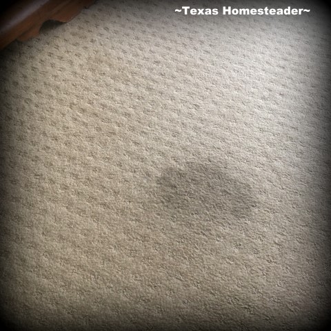 Pet stains on your carpet? We struggled for years to remove the stain, even using a professional carpet cleaning company. But this homemade stain treatment was what actually worked! #TexasHomesteader