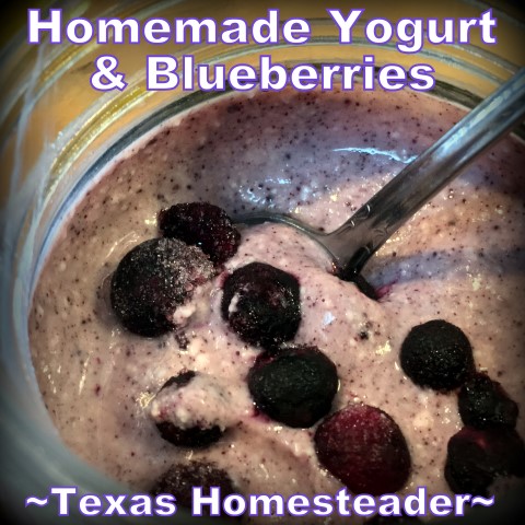 I make homemade yogurt and sprinkle fresh or frozen blueberries on top for a delicious healthy breakfast. #TexasHomesteader