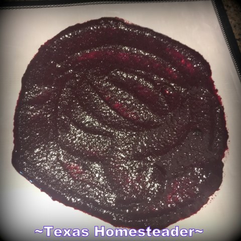 Blueberry puree on dehydrator tray. Dehydrated Blueberry Powder. Conventient to store in the pantry and stir into yogurt or pancake or muffin batter. #TexasHomesteader