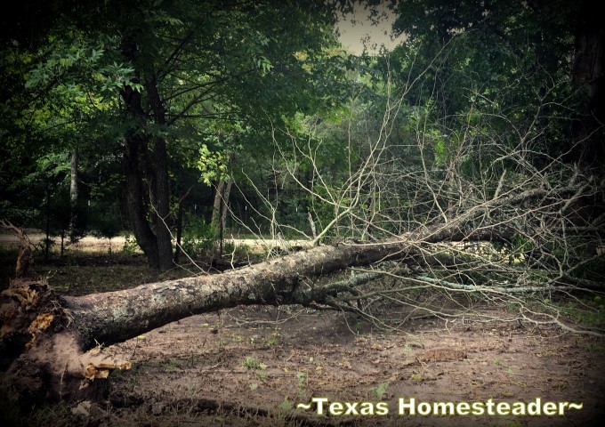 Honey Locust trees are all over our NE Texas property. For the most part we consider them troublesome. But there are some good features #TexasHomesteader