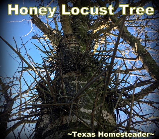 The Honey Locust tree has a trunk filled with nasty thorns. #TexasHomesteader