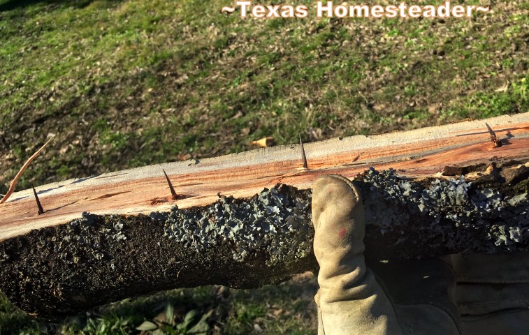 Honey Locust trees are all over our NE Texas property. For the most part we consider them troublesome. But there are some good features #TexasHomesteader