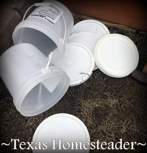 I use one-gallon buckets filled with water to help protect plants from frost or freeze. #TexasHomesteader