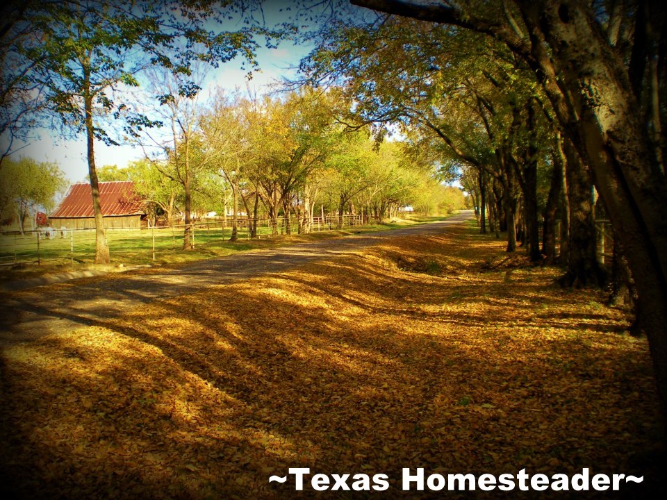 I use leaves for mulch instead of raking and bagging them and sending them to the landfill. There are lots of ways the garden benefits. #TexasHomesteader
