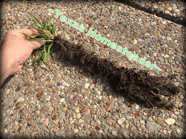 Massive root system on garden weed. Even though it's only February & cold outside, there are still garden chores to be done. Come see how I'm preparing the veggie garden. #TexasHomesteader