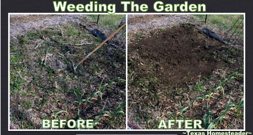 Weeding the garden with a stirrup hoe. Even though it's only February & cold outside, there are still garden chores to be done. Come see how I'm preparing the veggie garden. #TexasHomesteader