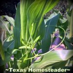 3 Sister's garden symbiotic planting corn, squash, beans. #TexasHomesteader