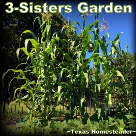 The 3-Sisters Garden is a symbiotic planting strategy. Corn is a heavy feeder, so adding beans provides notrogen & the corn provides a stalk for the bean vine. Squash provides a living mulch to benefit all 3 vegetables. #TexasHomesteader