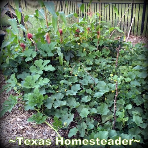 3-Sister's Garden. Corn, beans and squash were planted in the same space. Each plant benefitted the others. #TexasHomesteader
