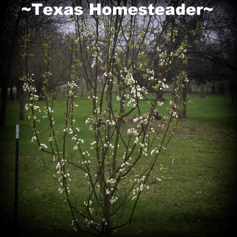 Pear Tree in bloom. April Garden Update. The weather's not cooperating & too cool for my veggie plants. I may have to start over. #TexasHomesteader