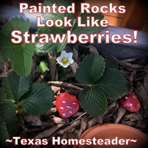 Paint small rocks to look like strawberries and place them in your strawberry patch to deter the birds. #TexasHomesteader