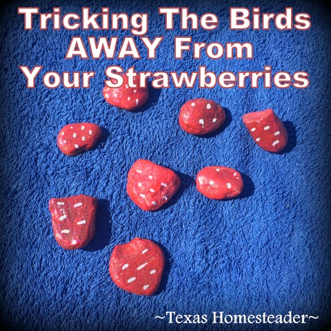 I planted strawberries this year but I need to trick the birds away from eating them before I can harvest. I painted small rocks red to fool the birds. #TexasHomesteader