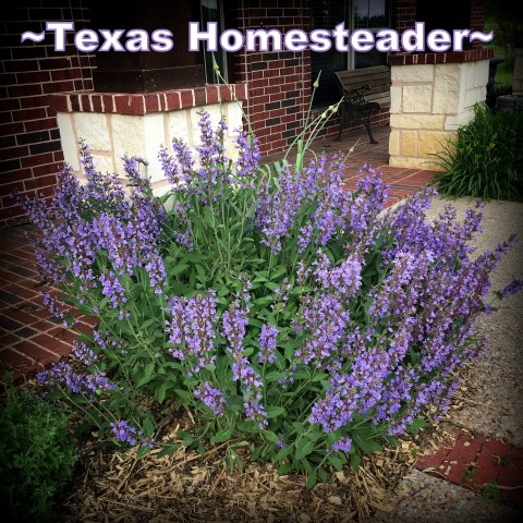 Purple blooming sage bush. May is typically a great month for the garden. C'mon and walk with me through the veggie garden & let's see what's growing on these days. #TexasHomesteader