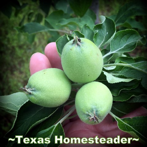 May is typically a great month for the garden. C'mon and walk with me through the veggie garden & let's see what's growing on these days. #TexasHomesteader