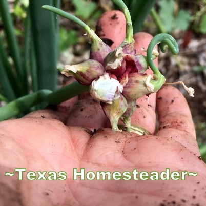 Walking Onion bulbules. May is typically a great month for the garden. C'mon and walk with me through the veggie garden & let's see what's growing on these days. #TexasHomesteader