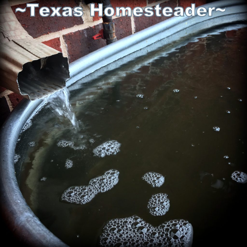 100-Gallon galvanized water trough. See the three different rainwater catchment systems that work best for our homestead. We irrigate our gardens 100% with captured rainwater #TexasHomesteader