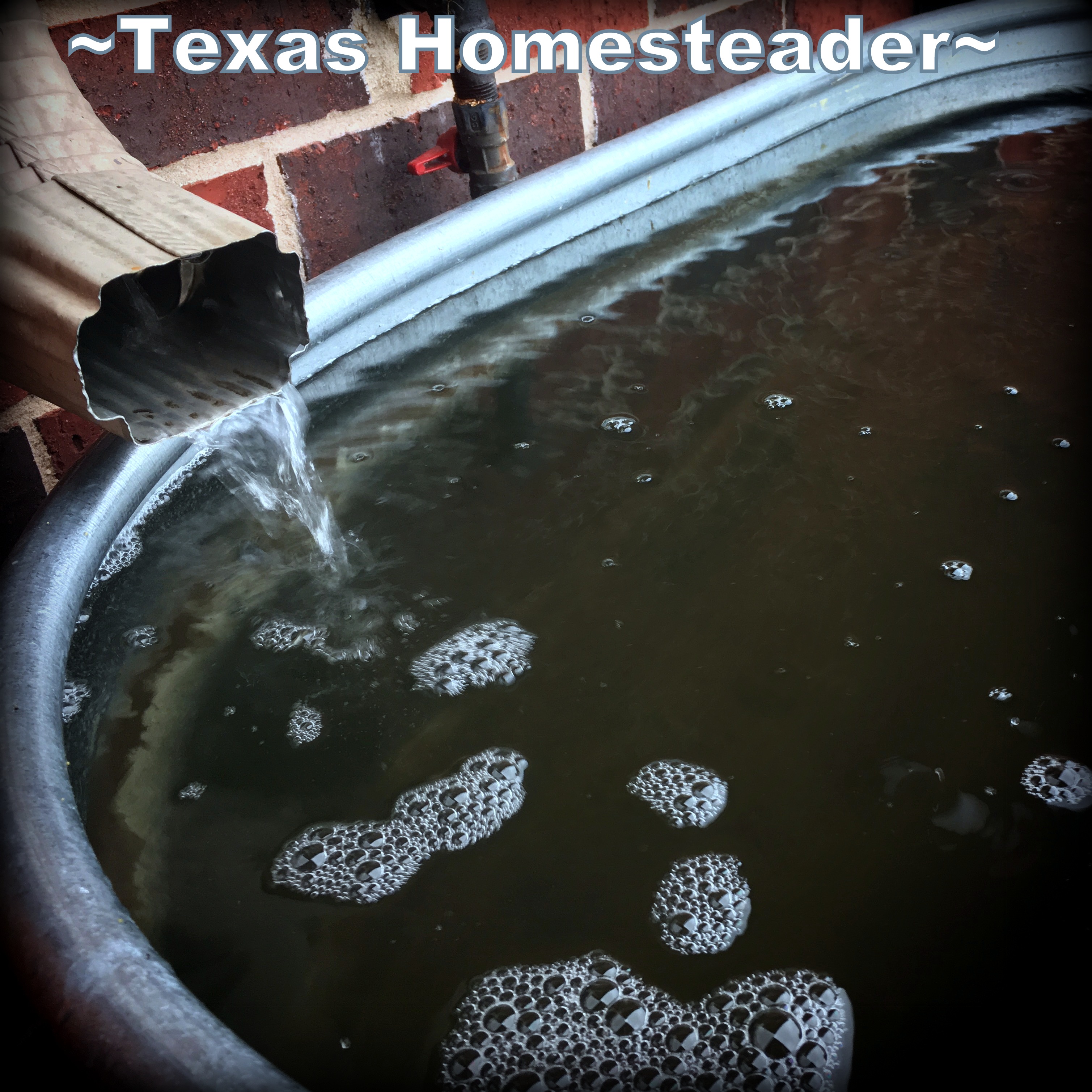 Rainwater collection system - galvanized trough at downspout. #TexasHomesteader