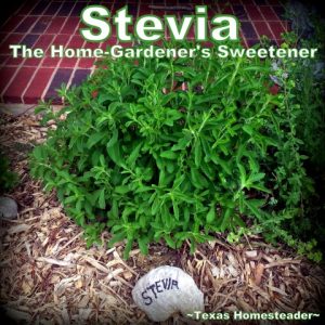 Stevia plant is in my edible landscape. I love to grow my own sweetener. #TexasHomesteader