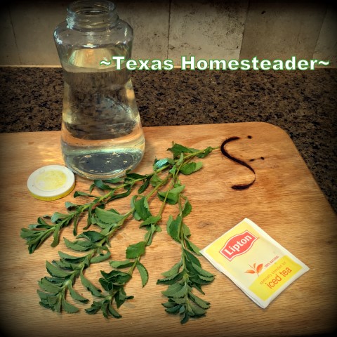 Sweet tea - sun tea. Stevia is a plant you can grow in your edible landscape. Harvest the leaves to make your very own home-grown sweetener. #TexasHomesteader