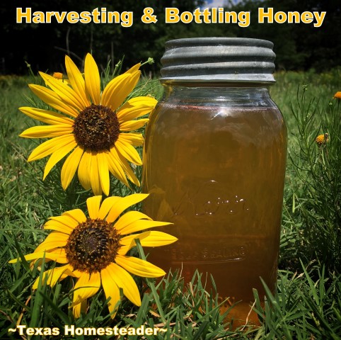 Bottling honey in glass canning jars. See how we took our honeybee's honey from hive to glass jars. I share tips about honey moisture monitoring and more. #TexasHomesteader