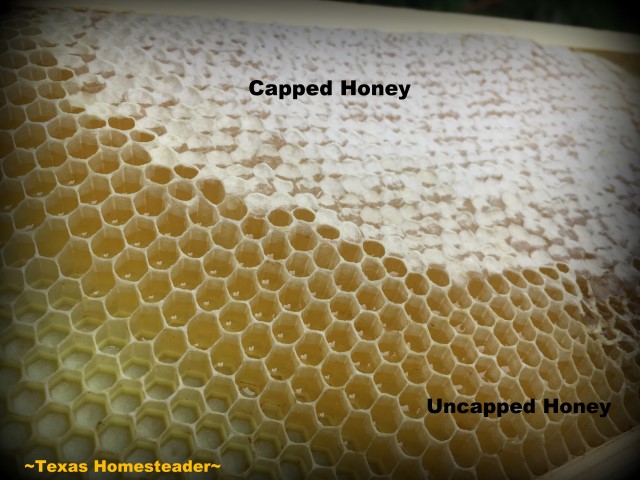 Capped vs. uncapped honey. See how we took our honeybee's honey from hive to glass jars. I share tips about honey moisture monitoring and more. #TexasHomesteader