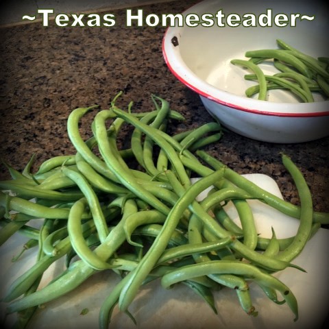 Garden green beans. A day on the homestead includes chicken care, garden, calves - and more! Come with me to see what a day on our Texas homestead looks like #TexasHomesteader