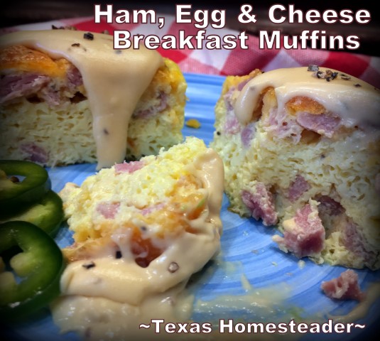 Easy ham egg & cheese breakfast muffins. Quick to make, easy to transport, and they're delicious! Serve with cream gravy. #TexasHomesteader
