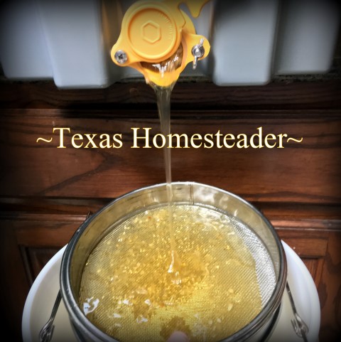 Filtering honey through sieve. See how we took our honeybee's honey from hive to glass jars. I share tips about honey moisture monitoring and more. #TexasHomesteader