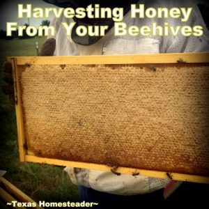 How To Bottle Honey From The Beehive ~ Texas Homesteader