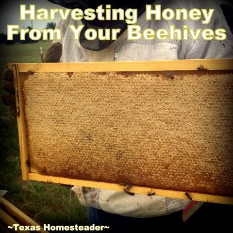 Honey frame. See how we took our honeybee's honey from hive to glass jars. I share tips about honey moisture monitoring and more. #TexasHomesteader