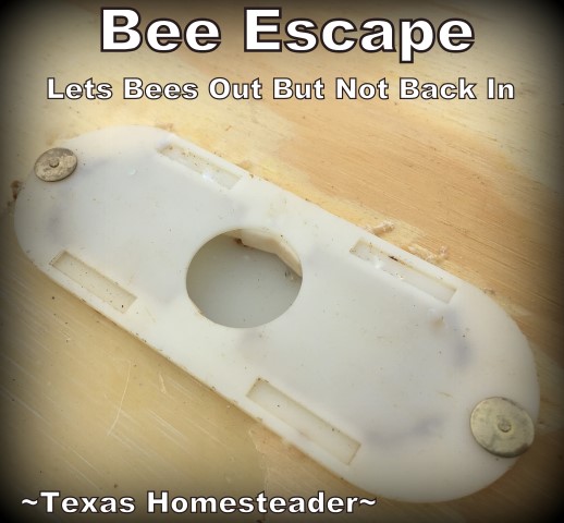 Using a bee escape before honey harvest. There's more to harvesting honey than just walking to the hives. Come see the steps we take before harvesting that sweet honey we crave. #TexasHomesteader