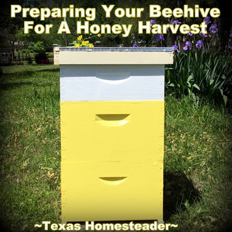 Beehive - two deeps, one honey super, telescoping cover. There's more to harvesting honey than just walking to the hives. Come see the steps we take before harvesting that sweet honey we crave. #TexasHomesteader