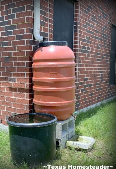 Rainwater catchment barrel and overflow tub. #TexasHomesteader